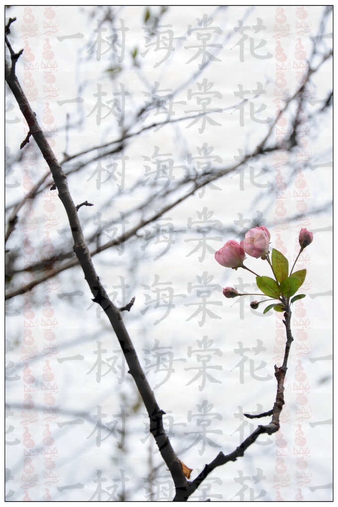 一树海棠花 摄影 英豪再闲