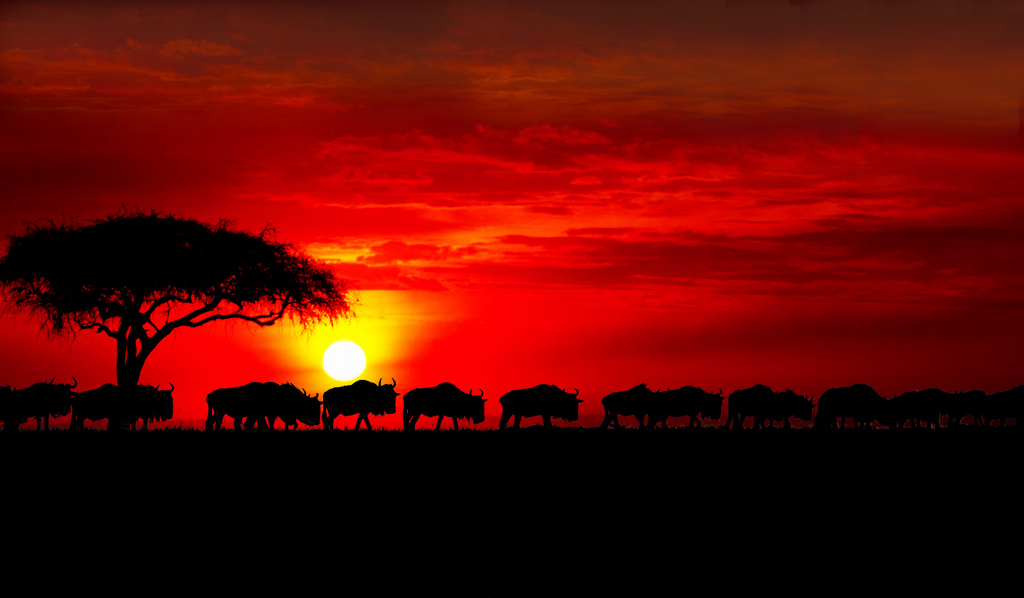 日落时分 — 肯尼亚之行 2011(173) 摄影 满世界