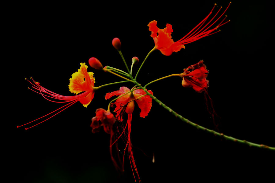 花 摄影 酷逗野风