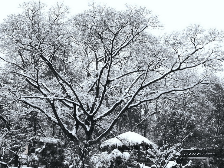 小院初雪 摄影 孤山梅云