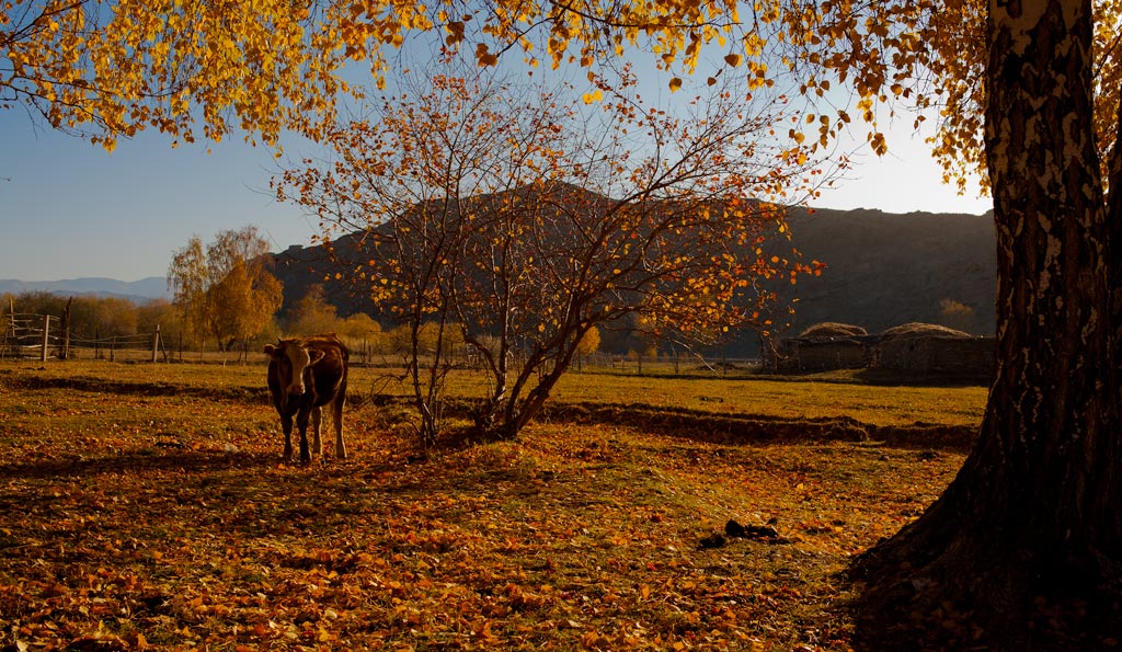 牧场 摄影 山野