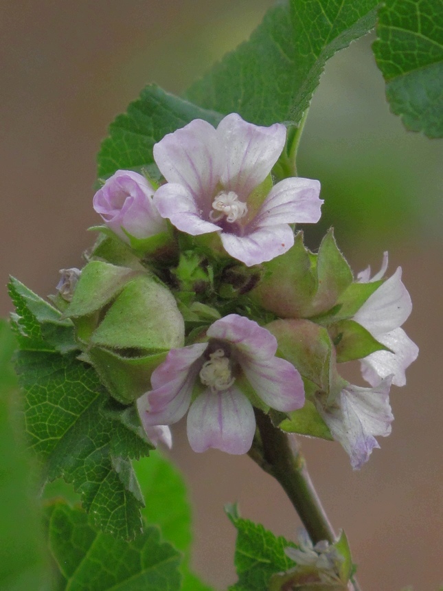 野菜花 摄影 溪旁老树