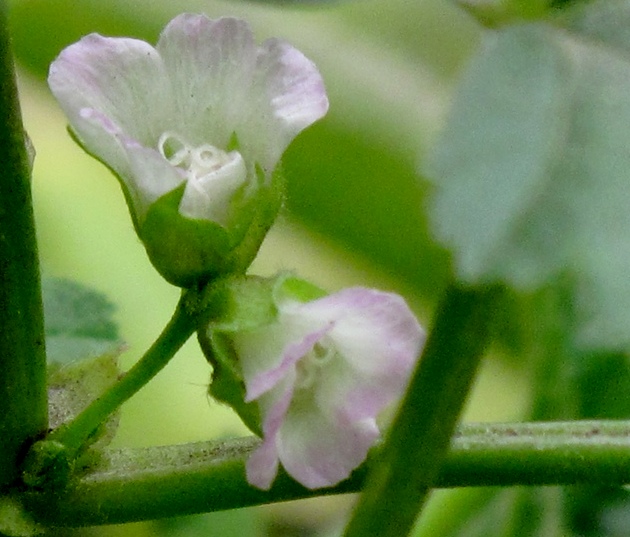 野菜花 摄影 溪旁老树