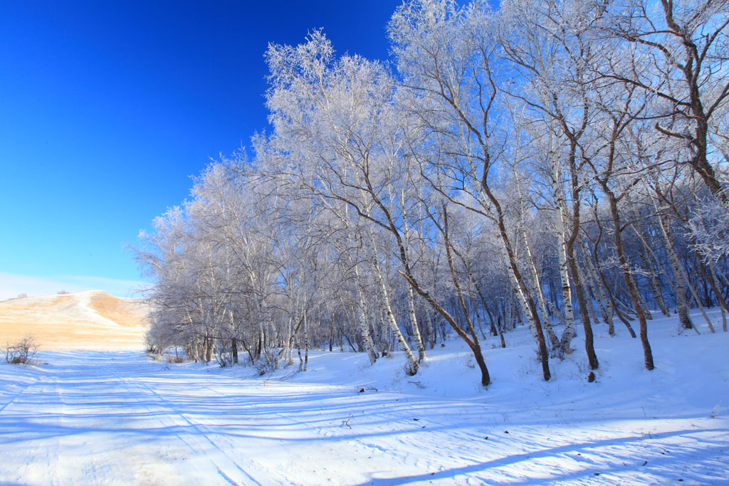 雪中白桦 摄影 湛思