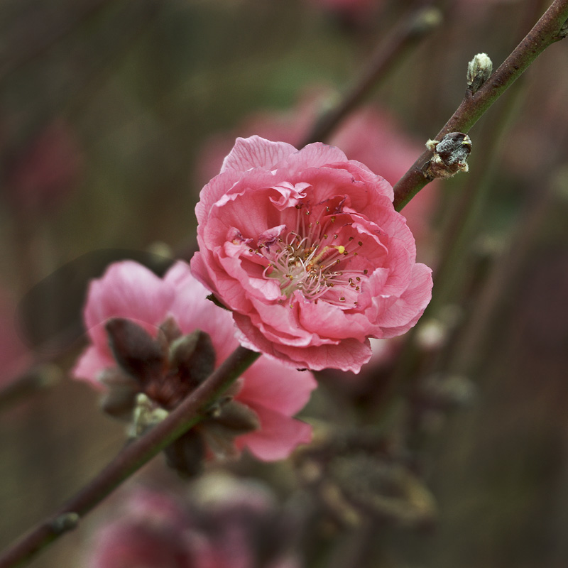 桃花 摄影 王蒜