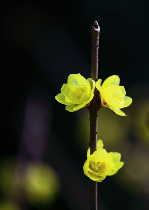 《犹有花枝俏》1 摄影 残月晓风