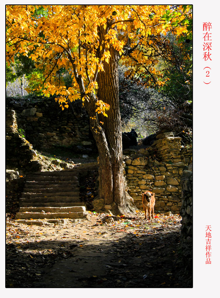 醉在深秋（2） 摄影 天地吉祥