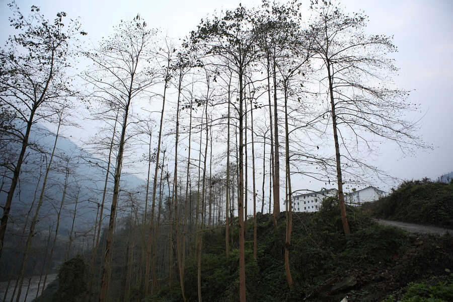 灾后的新村 摄影 越野越快乐