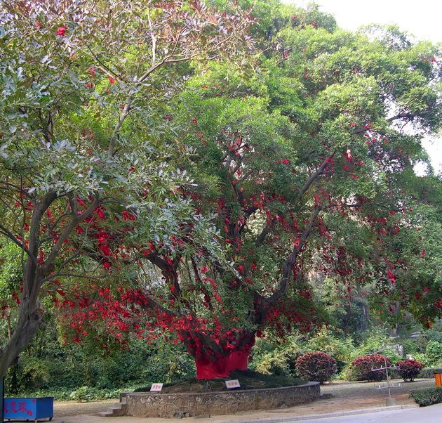 许愿树 摄影 山松