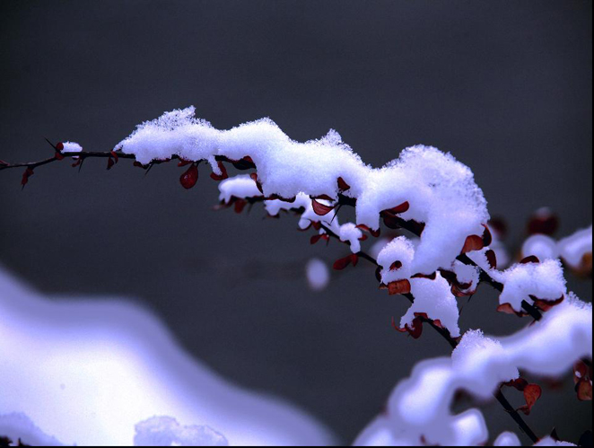 瑞雪 摄影 阿农阿民