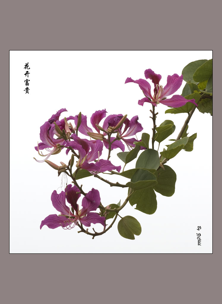 花开富贵 摄影 ZjChhh