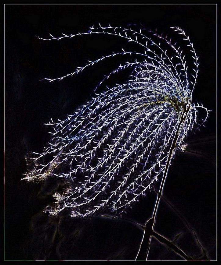 烟花？    芦花？？ 摄影 孤山梅云