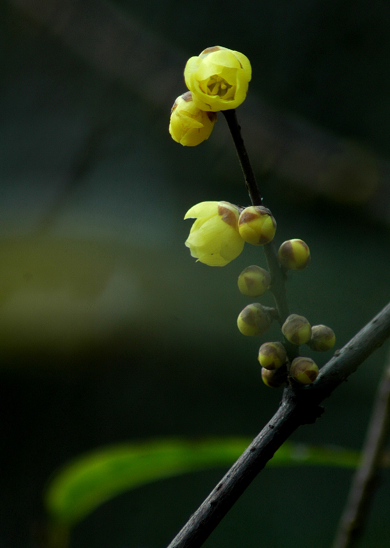 独抱芳馨凌霜风 摄影 桂湖常客