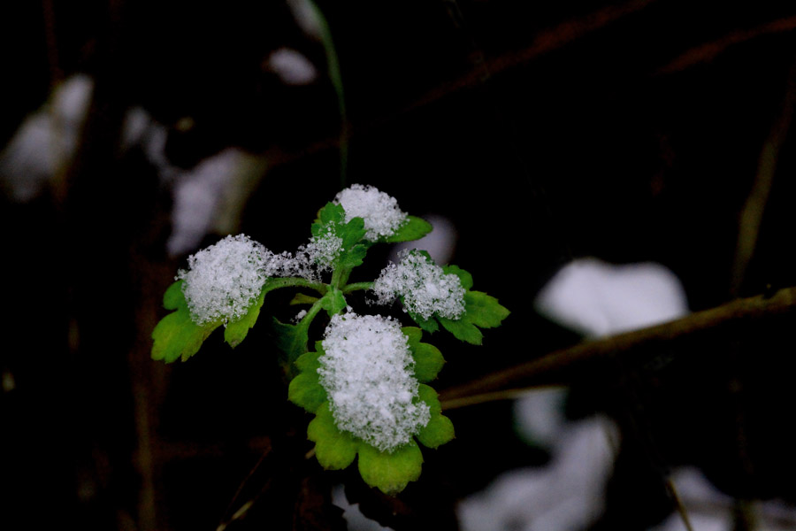 雪花 摄影 凤凰山下