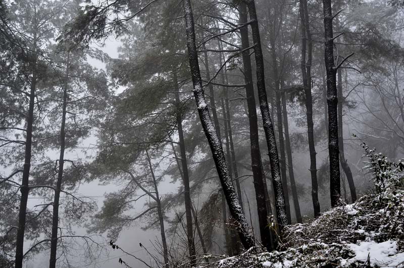 南方的雪景有别于—— 摄影 千里天水一色