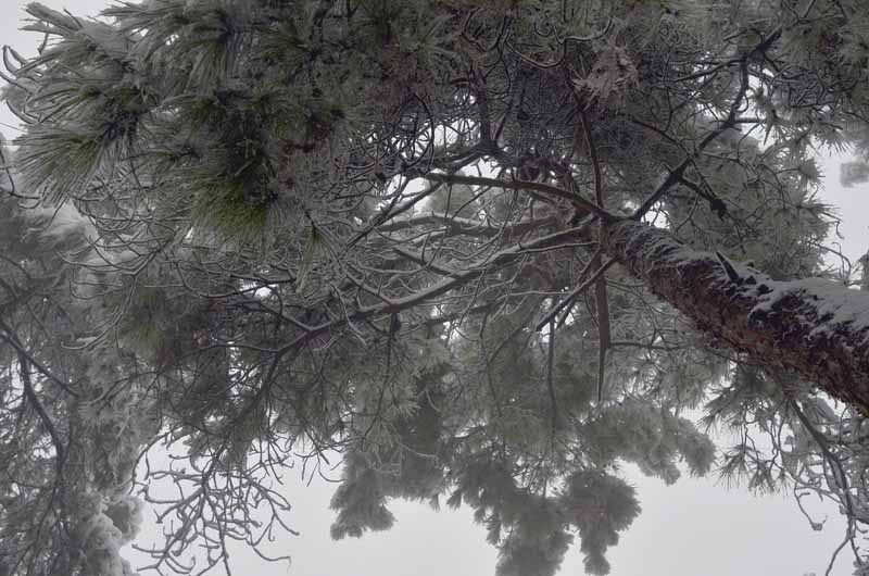 南方的雪景有别于——（之三） 摄影 千里天水一色