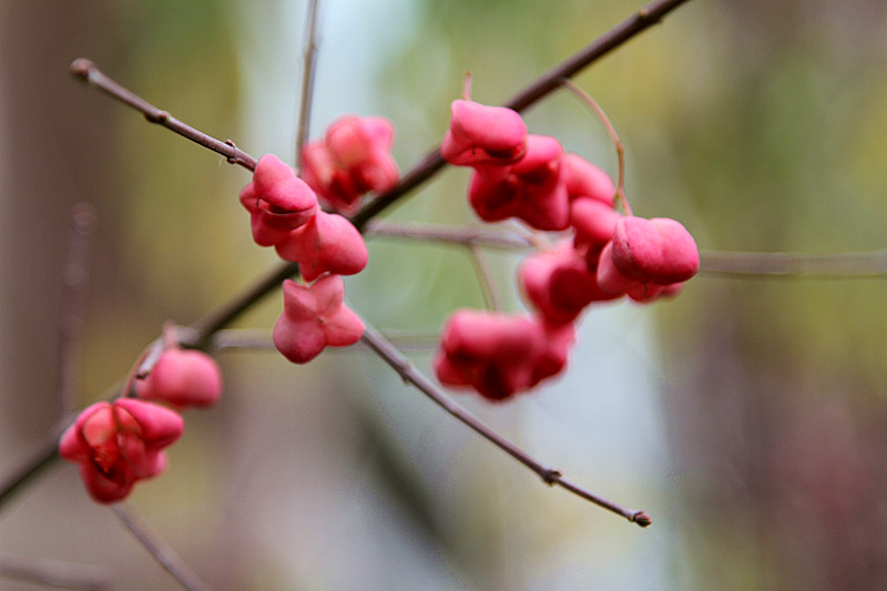 花？果？ 摄影 清爽茶客