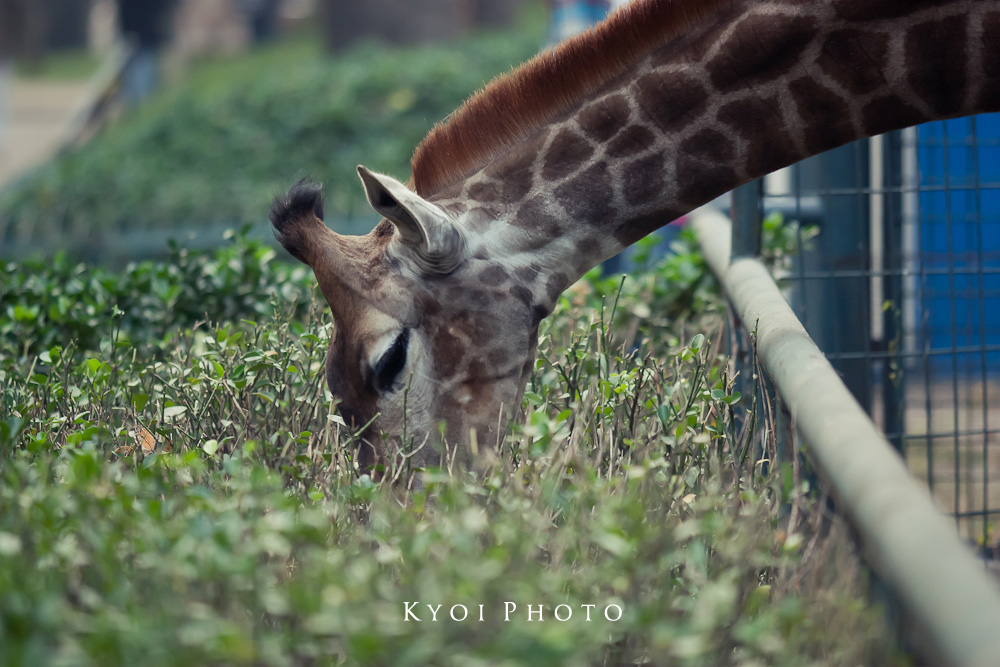 觅食 摄影 Kyoi