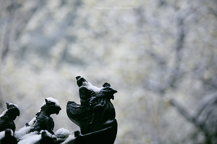 雪. 渡 摄影 风向.