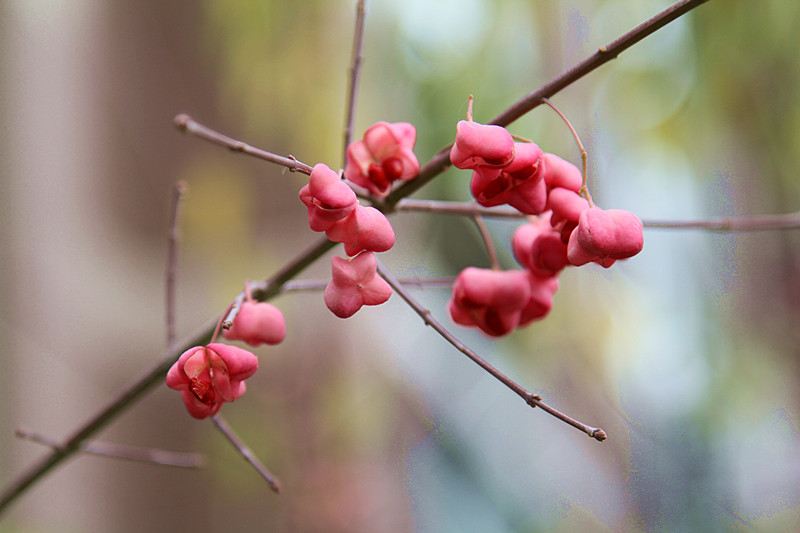 花？果？ 摄影 清爽茶客