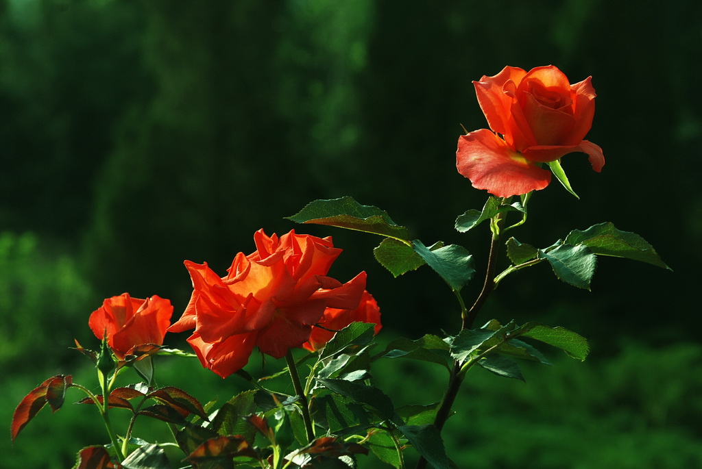 月季花77（红里透黄） 摄影 三届