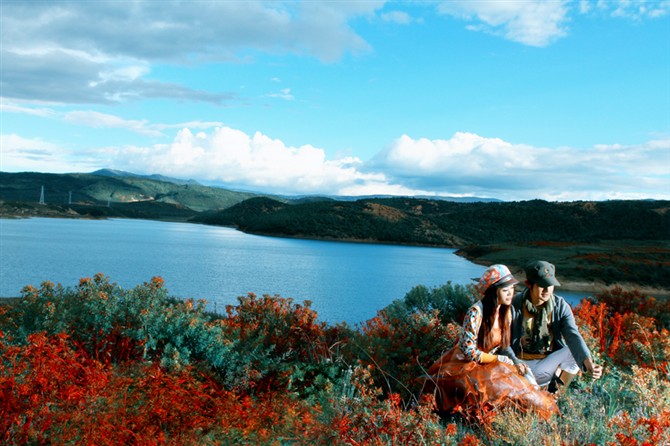 高原狼毒花  魅力高山湖 摄影 香格里拉郑成