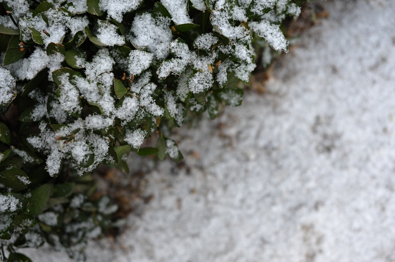 雪念 摄影 德琳的茶茶