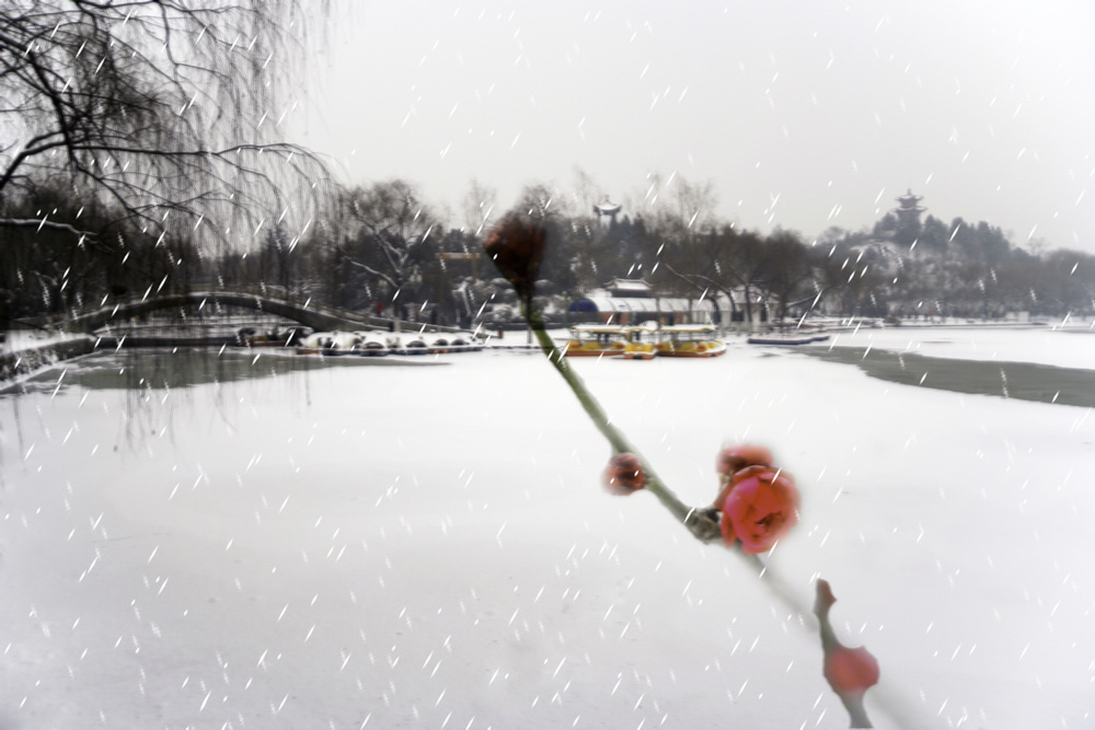 雪花飘飘 摄影 zzhbq01