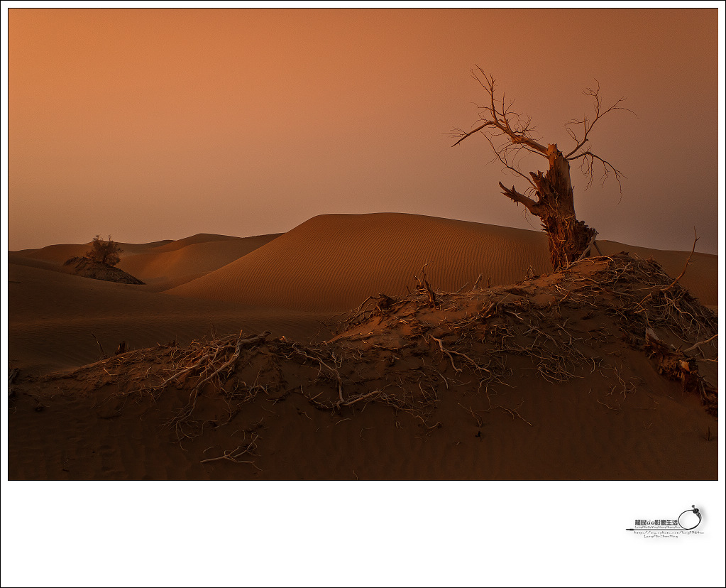 《沙漠 . 胡杨》 摄影 龙民