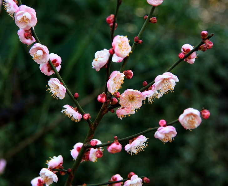 丽质芳姿 摄影 光影泊客