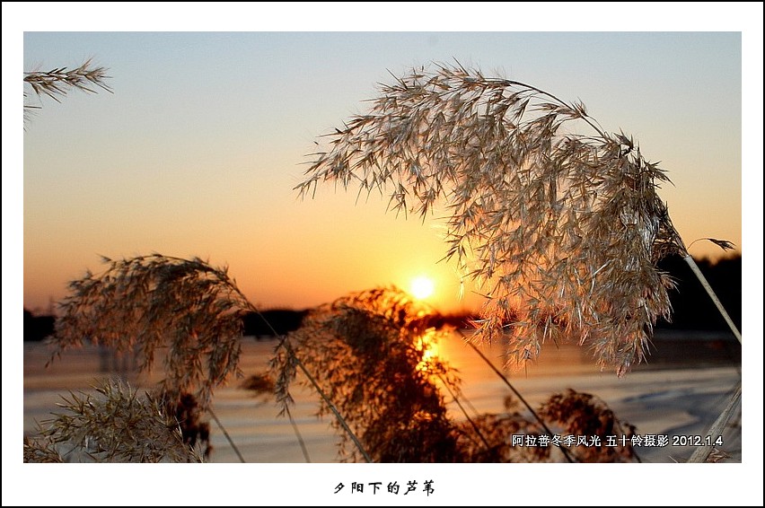 夕阳下的芦苇 摄影 五十铃