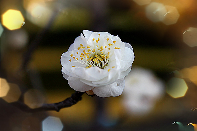 梅花 摄影 马旺仔