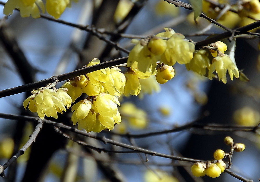 迎春花 摄影 tielong