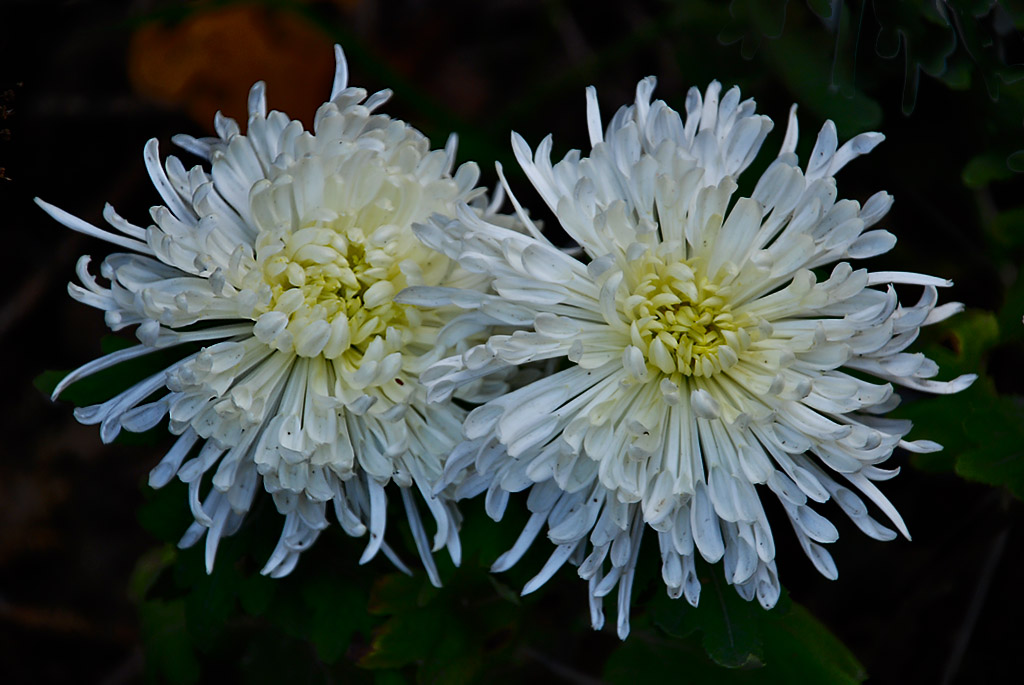 菊花 摄影 hnxd