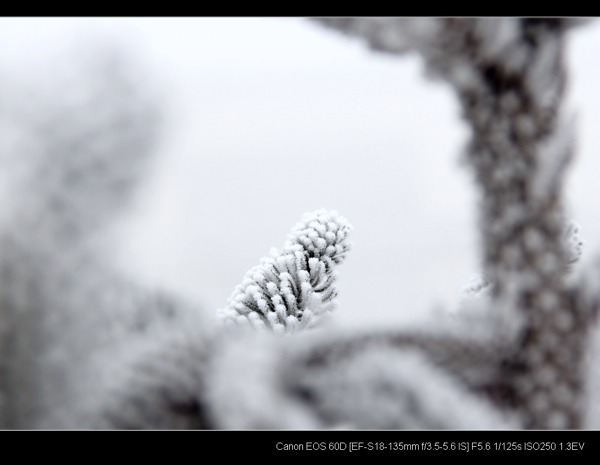 雪天中的小毛虫（看大图效果） 摄影 新手向前冲