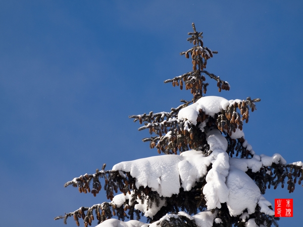 雪淞 摄影 大庆爱华