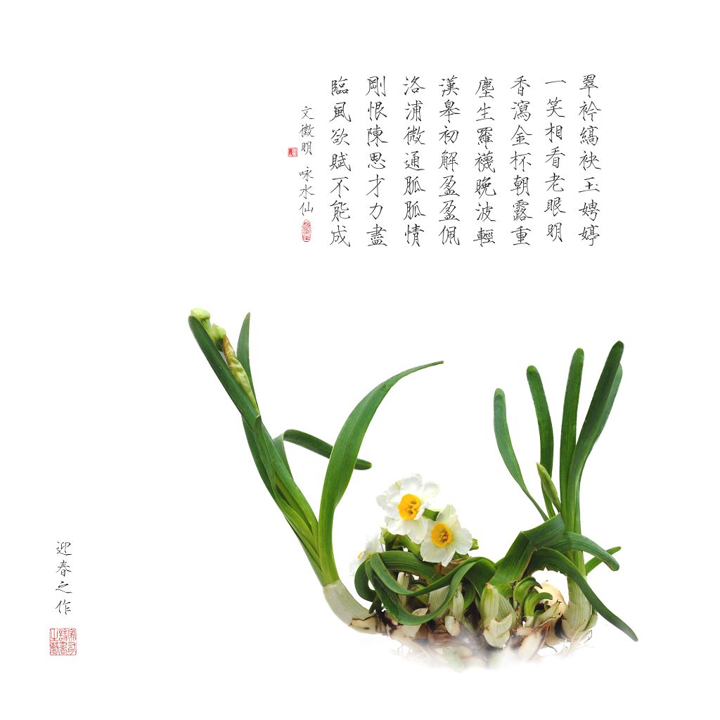 水仙花 摄影 垦荒牛