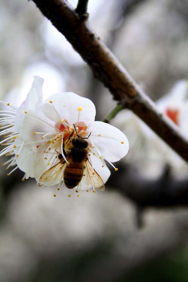 花蜜 摄影 跟风追影