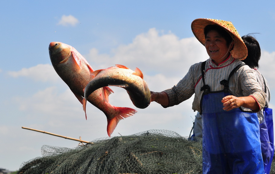 年年有魚 摄影 liuguorong