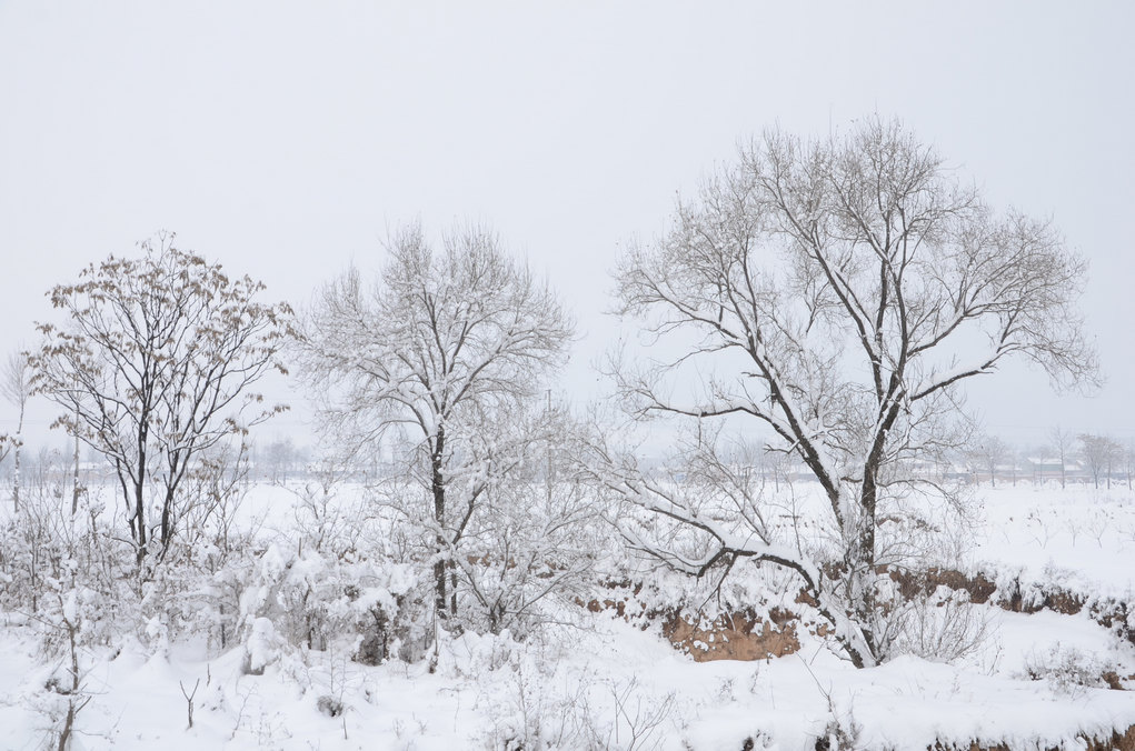 瑞雪兆丰年 摄影 英豪再闲