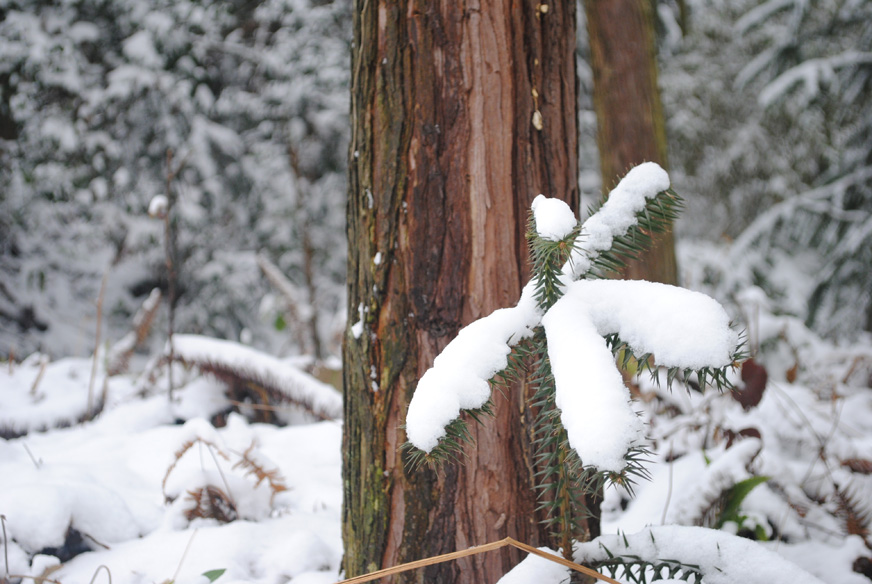 山区的雪 摄影 是秋