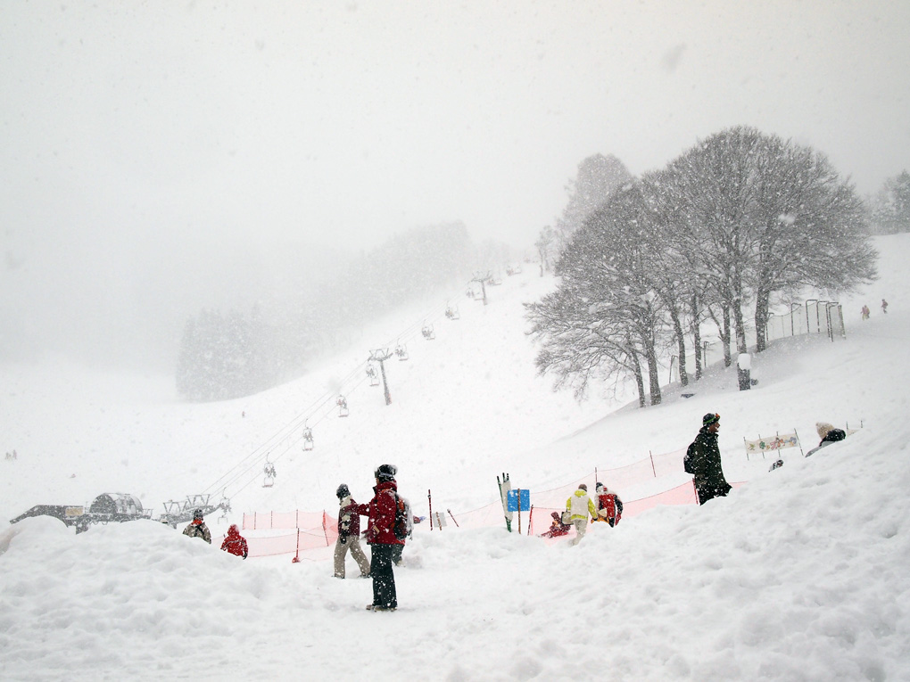 飞雪迎春。。。。请欣赏大图 摄影 美香