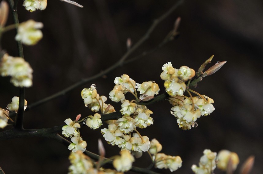 不知名的野花 摄影 香水伙计