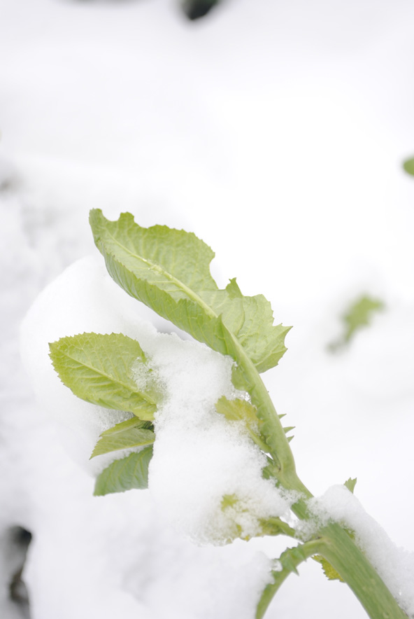 雪后 摄影 是秋