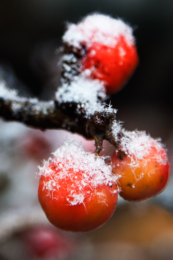 风雪中的吉祥果 摄影 gfwxh