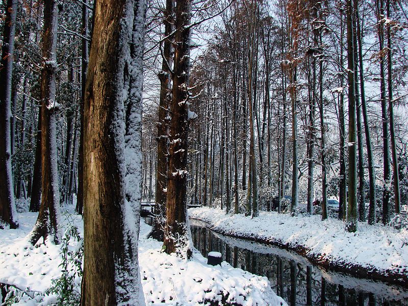 雪姿 摄影 金玉满堂