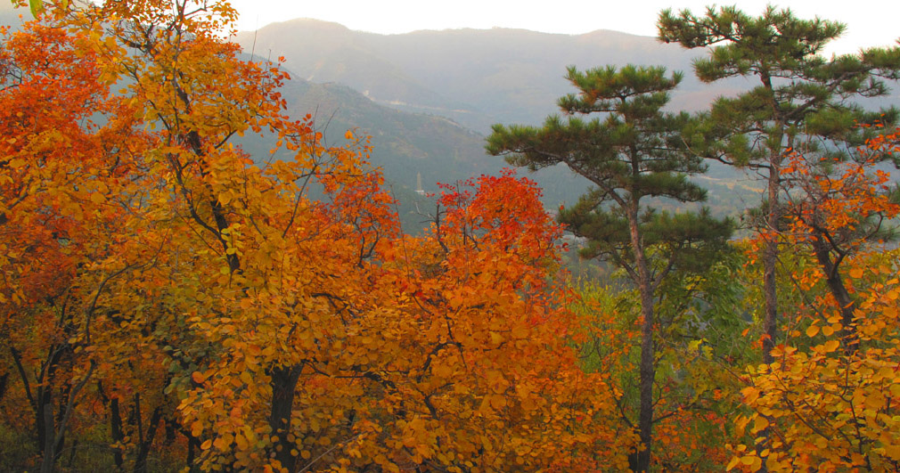 青松红叶 摄影 黑水白山