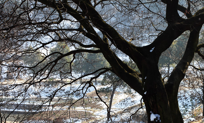 雪韵 摄影 纤云磨墨