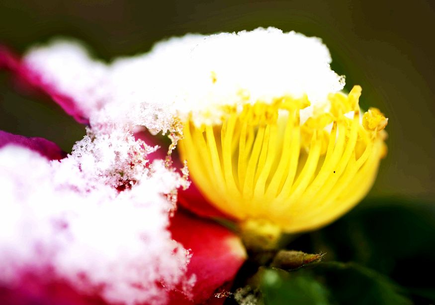 雪与花 摄影 田空