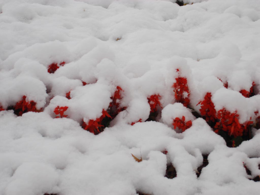 雪中红 摄影 云中雾